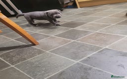 Staffordshire Bull Terrier dogs for sale: #Ready2go Kc registered blue staffy pups 4 sale - Image 6