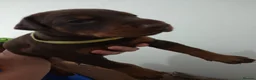 Dobermann dogs for sale: Dobermann puppies - Advert 18