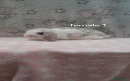 Mini Lop rabbits for sale: Stunning pure breed mini lops - Image 1