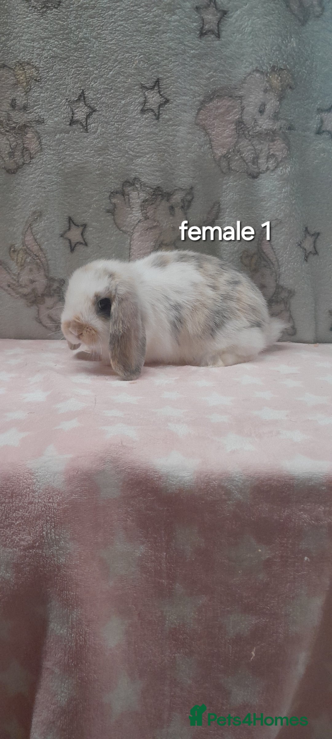 Mini Lop rabbits for sale: Stunning pure breed mini lops - Image 1