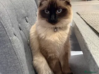 Ragdoll cats Beautiful Ragdoll - Advert 1