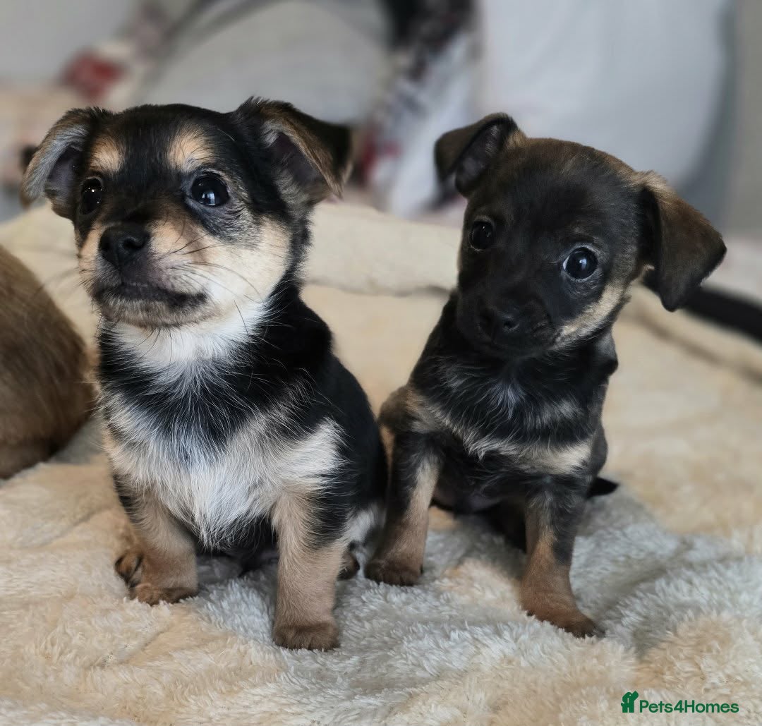 Mixed Breed dogs for sale: Adorable Chihuahua x Prague Ratter Puppies - Advert 7