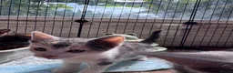 Mixed Breed cats for sale: 3 Gorgeous Kittens  - Advert 9