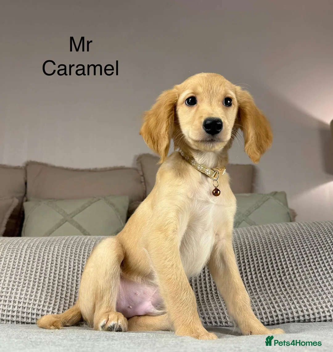 Goldendoodle dogs for sale: These will be stunning adults. Real head turners. - Advert 22