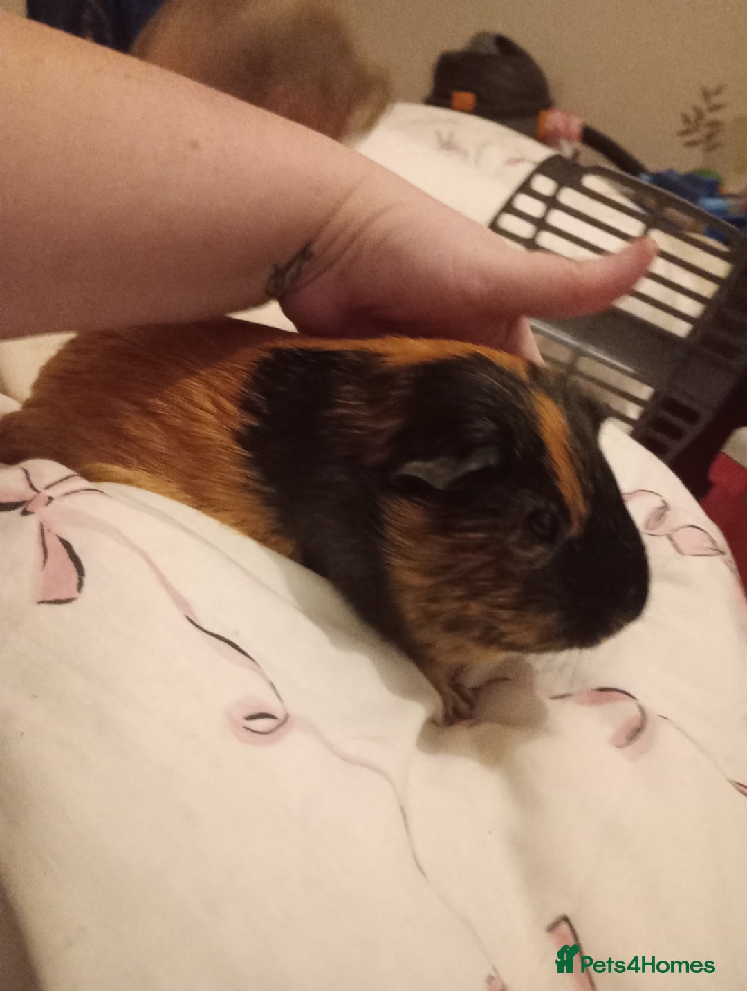 Guinea Pig rodents for sale: Female guinea pigs  - Advert 2