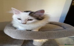 Mixed Breed cats for sale: Beautiful Ragdoll Kittens  - Advert 2