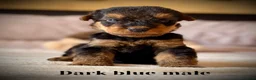 Airedale Terrier dogs for sale: ADORABLE KC REGISTERED AIREDALE PUPS - Advert 25