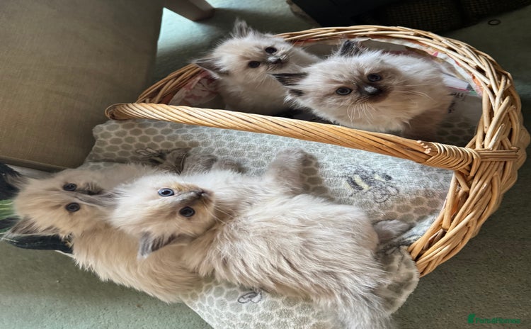 Ragdoll cats - Advert 6