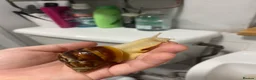Snails invertebrates for sale: Giant African land snails  - Advert 1