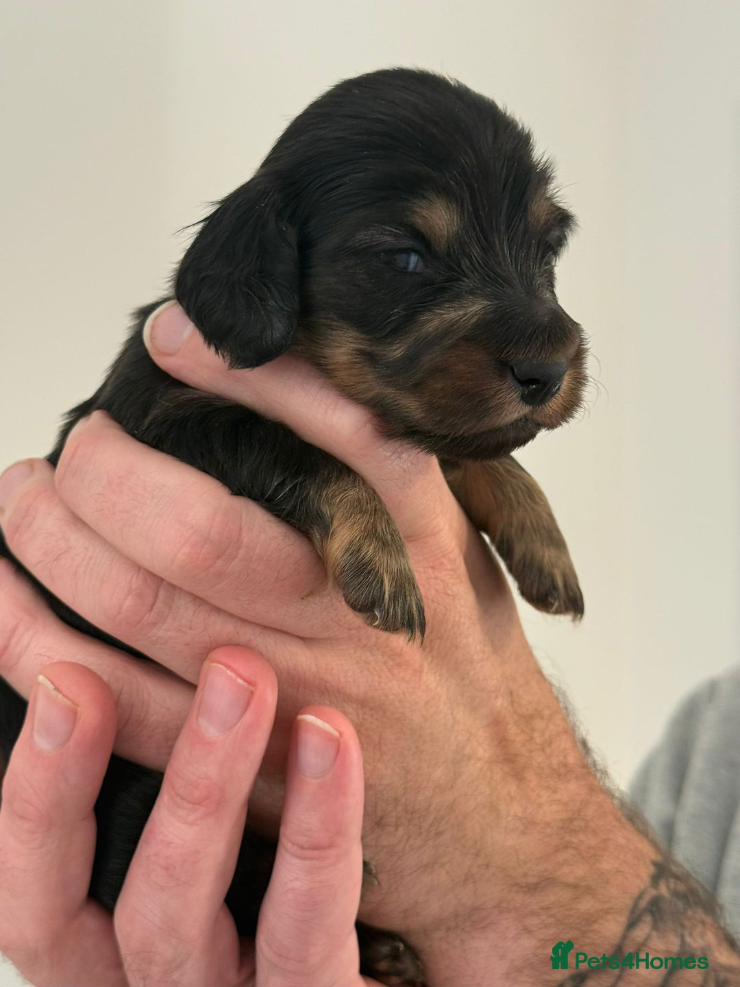 Miniature Dachshund dogs for sale: Black and Tan Miniature Daschund  - Advert 18