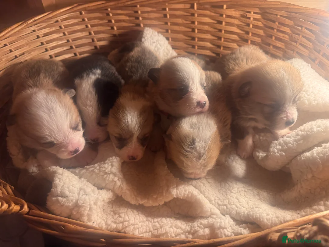 Welsh Corgi Pembroke dogs for sale: 2 girls/1 boy available! Kc Pembroke corgi puppies - Advert 8