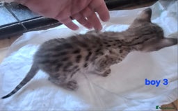 Savannah cats for sale: Savannah SBTF6 cubs with Serval traits stunning - Advert 12