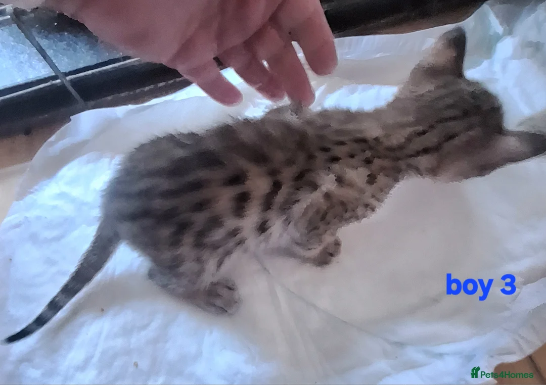 Savannah cats for sale: REDUCED! Savannah SBTF6 cubs with Serval traits - Advert 16