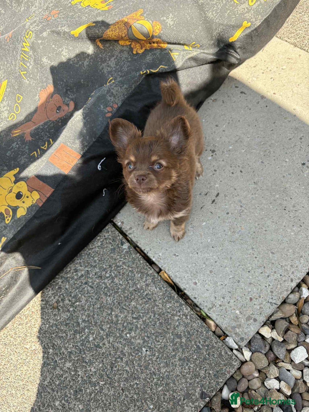 Chihuahua dogs for sale: Beautiful long hair Chihuahua girl for sale - Image 2