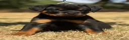 Rottweiler dogs for sale: ⭐️ Best Breeding in the UK 🇬🇧 ⭐️ - Advert 13
