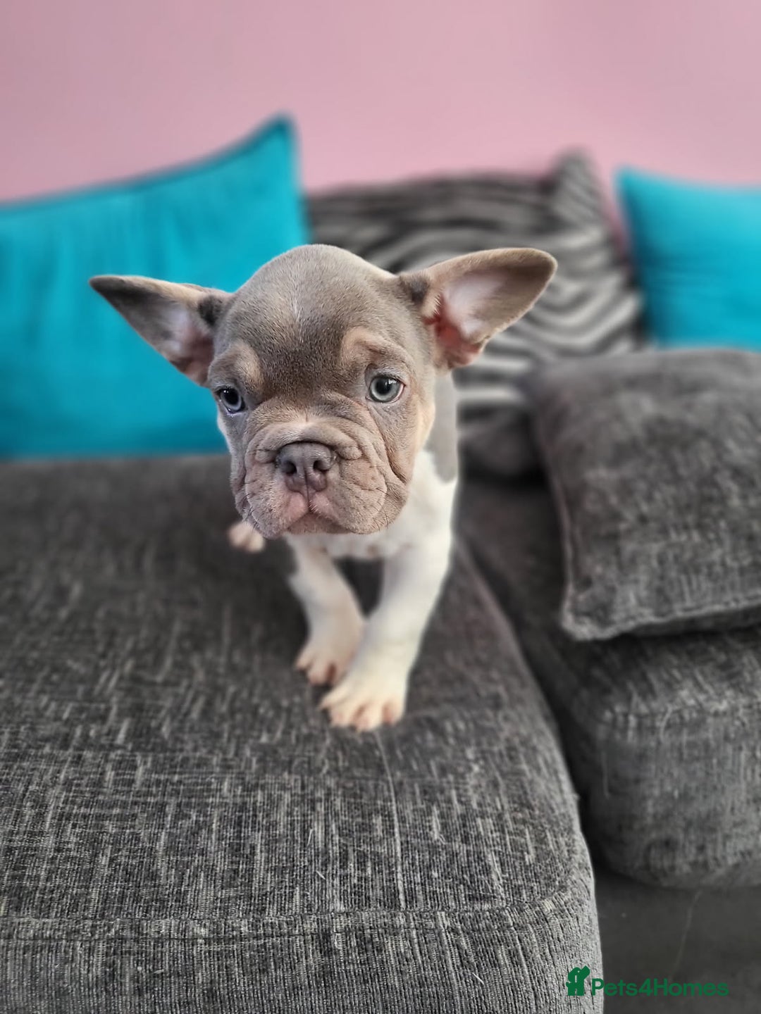 French Bulldog dogs for sale: KC Registered Frenchies ONLY 3 LEFT - Image 22