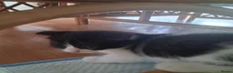 Scottish Fold cats for sale: Scottish Fold Kittens in Peterborough - Advert 2