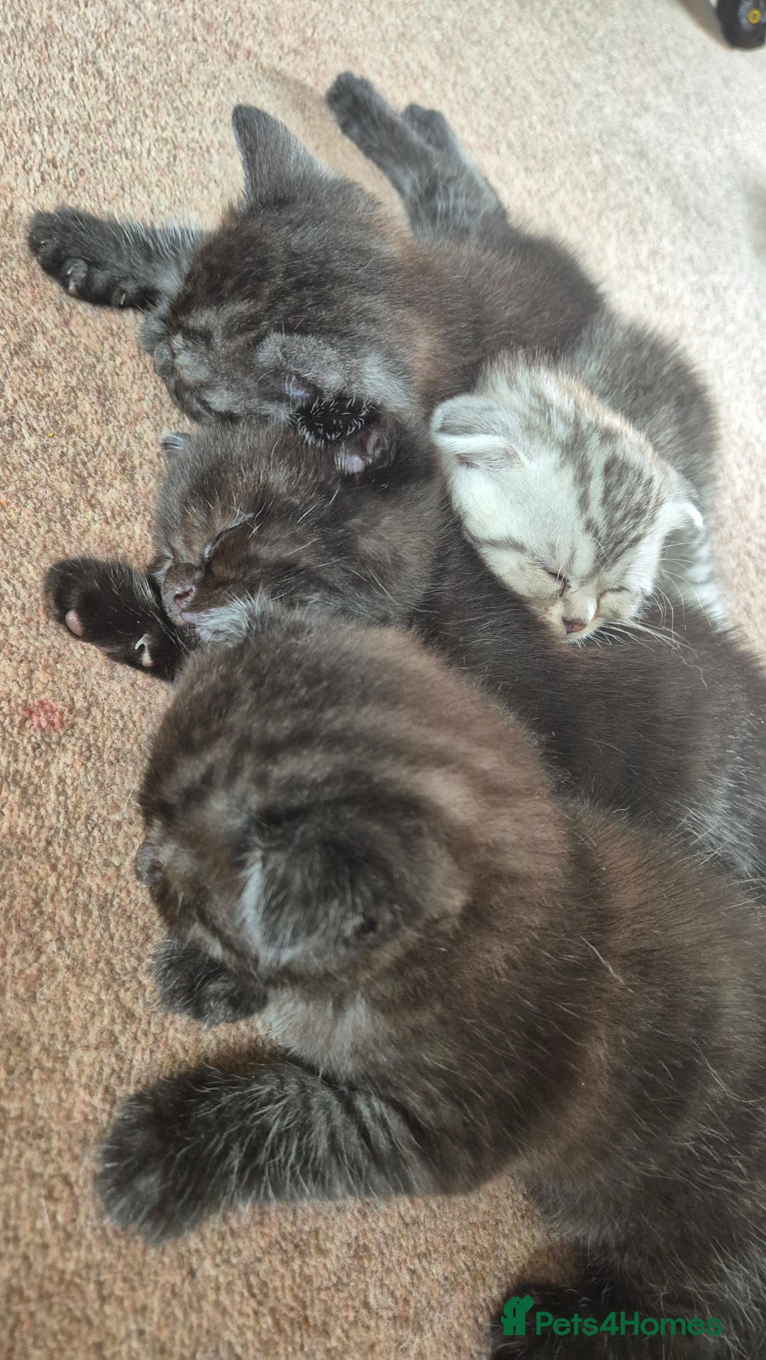 Scottish Fold cats for sale: RARE - Scottish Fold x Maine Coon Kittens!! - Image 6