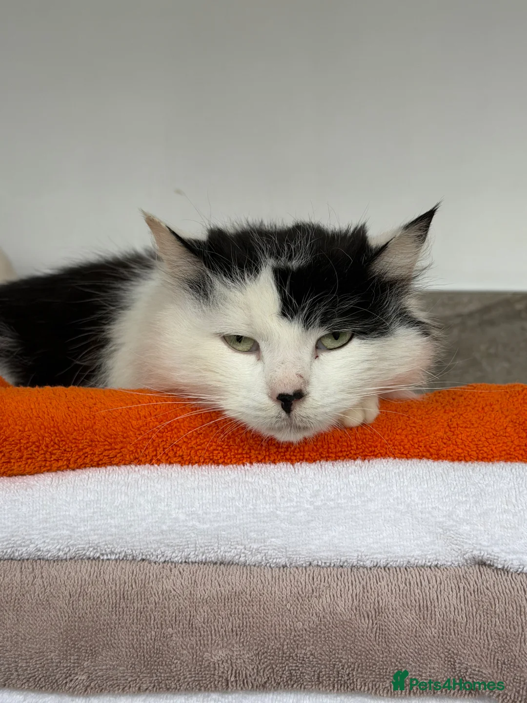 British Longhair cats for sale: Mimis beautiful litter in Buntingford - Advert 5