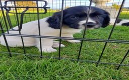 English Springer Spaniel dogs for sale: 3 male Springer Spaniel pups KC Reg and Pedigree - Image 17