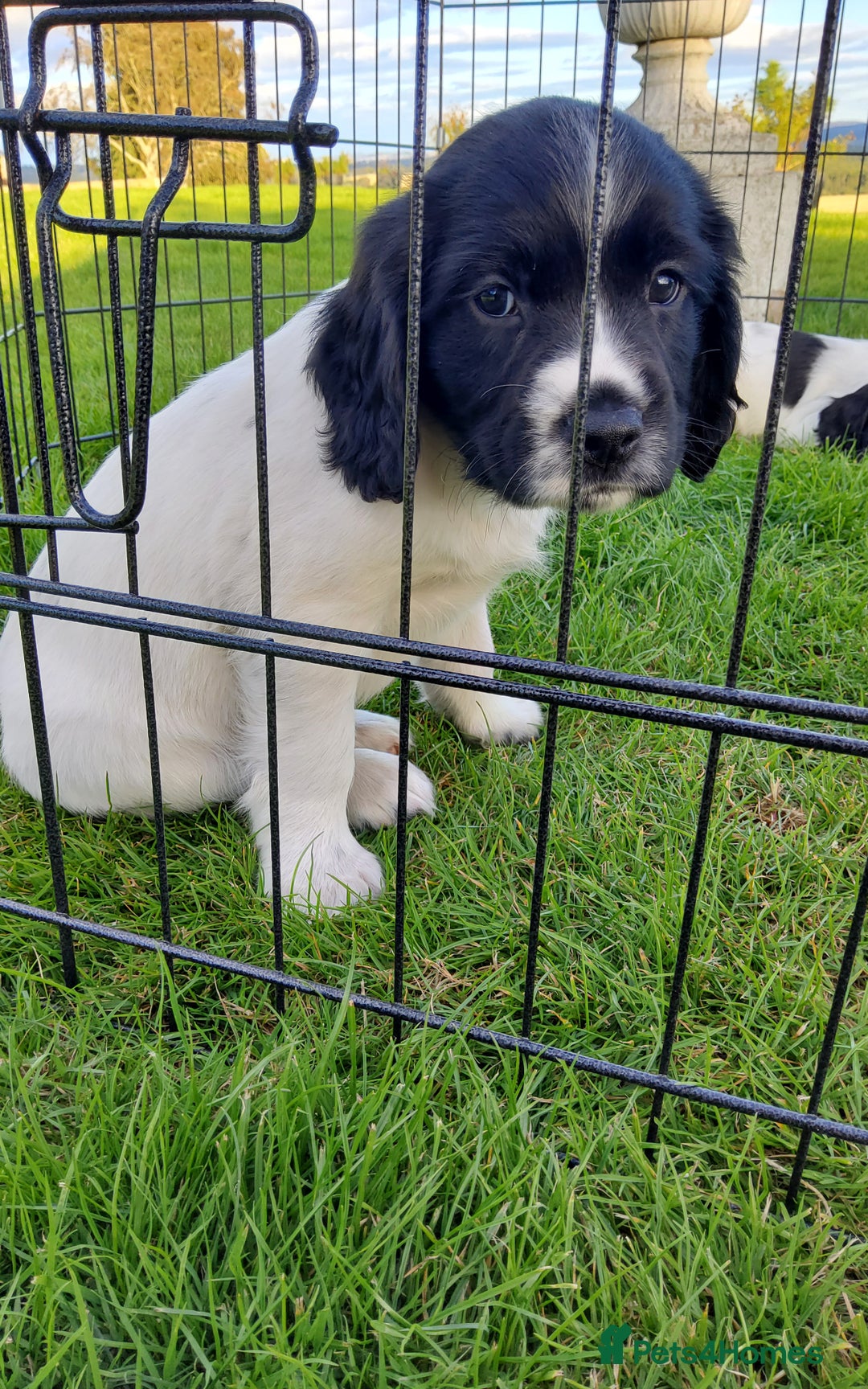 English Springer Spaniel dogs for sale: 3 male Springer Spaniel pups KC Reg and Pedigree - Image 17