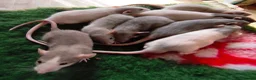 Rat rodents for sale: Dumbo male and female blue blazed rats - Advert 8