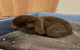 Mini Lop rabbits for sale: Mini Lop bunny - Advert 1