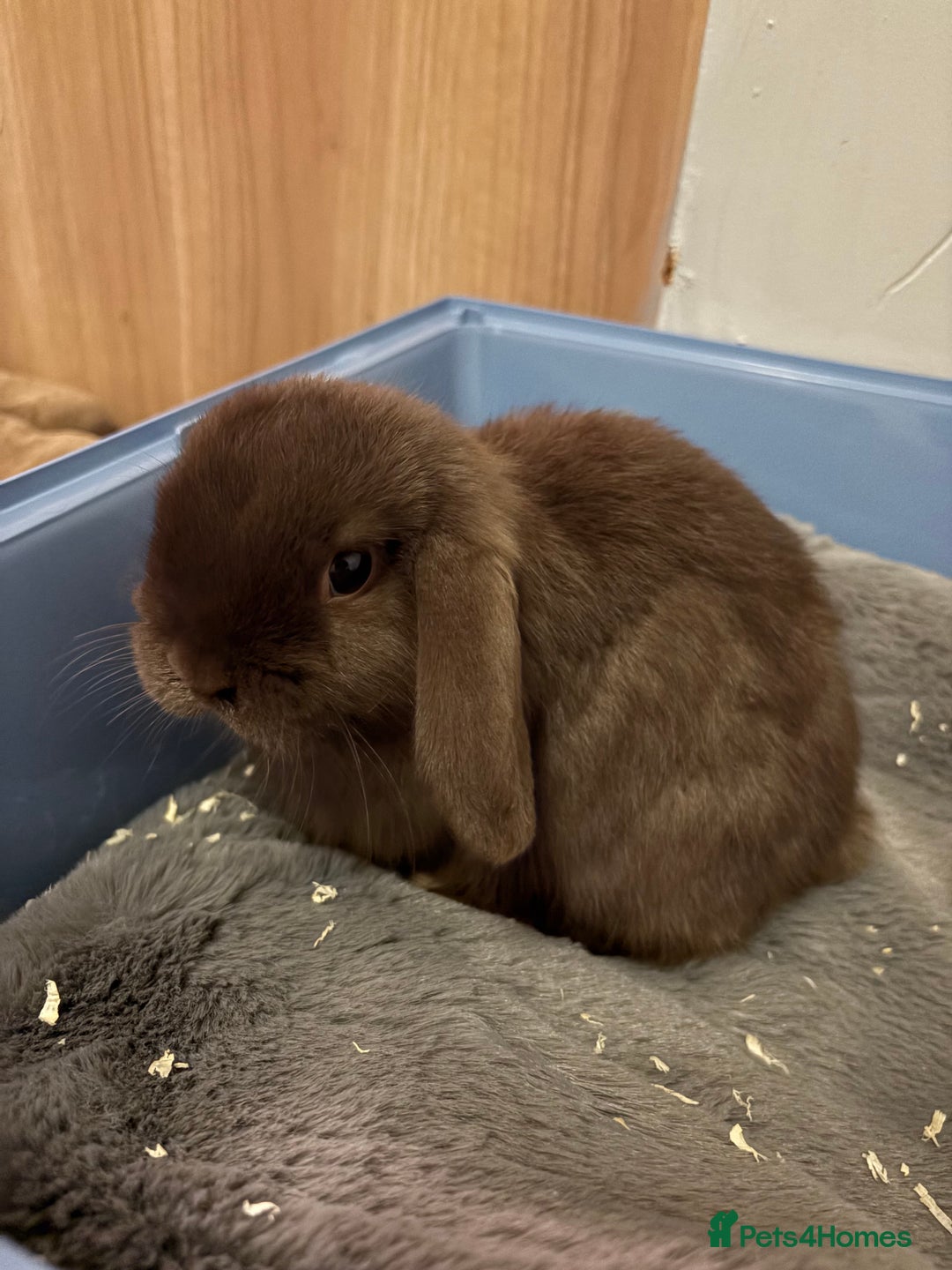 Mini Lop rabbits for sale: Mini Lop bunny - Advert 1