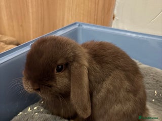 Mini Lop rabbits for sale: Mini Lop bunny - Advert 1