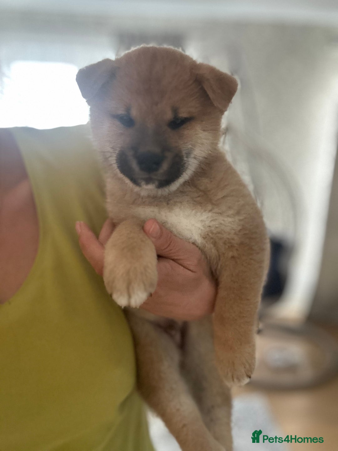 Japanese Shiba Inu dogs for sale: Gorgeous, KC-Registered Shiba Inu Puppies - Advert 19