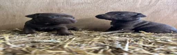 Patterdale Terrier dogs for sale: Patterdale terrier pups - Advert 9