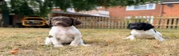 English Springer Spaniel dogs for sale: KC, Heath tested, Champion bred Springer Spaniels - Advert 1
