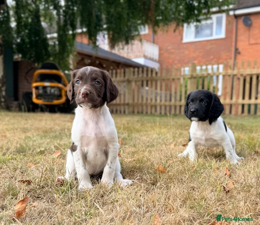 English Springer Spaniel dogs for sale: KC, Heath tested, Champion bred Springer Spaniels - Advert 1
