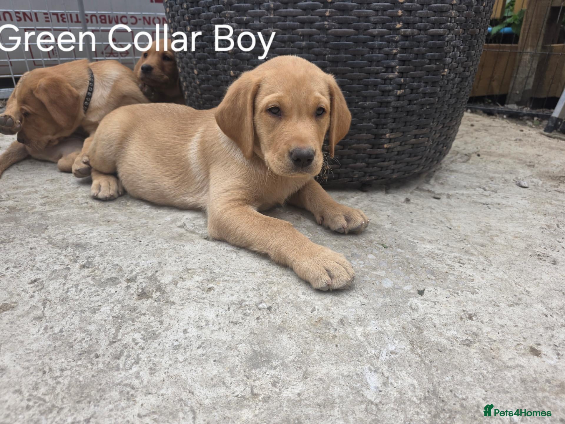 Labrador Retriever dogs KC REG, EHANCED HEALTH TESTED, RED & YELLOW LABS - Advert 2