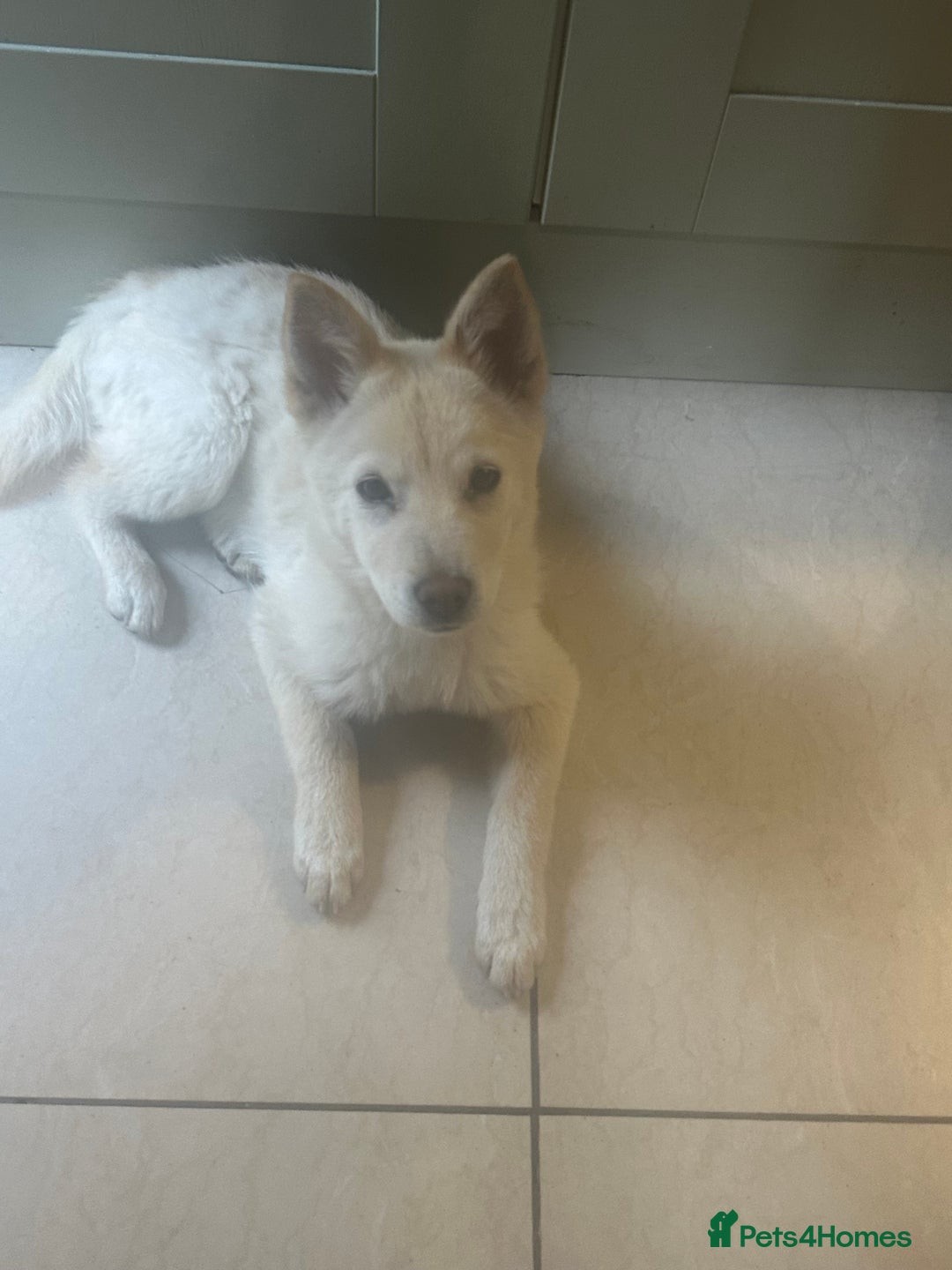 Mixed Breed dogs for sale: One Beautiful female chowski puppy  in Maesteg - Image 8