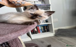 Ragdoll cats for sale: Ragdoll - Image 5