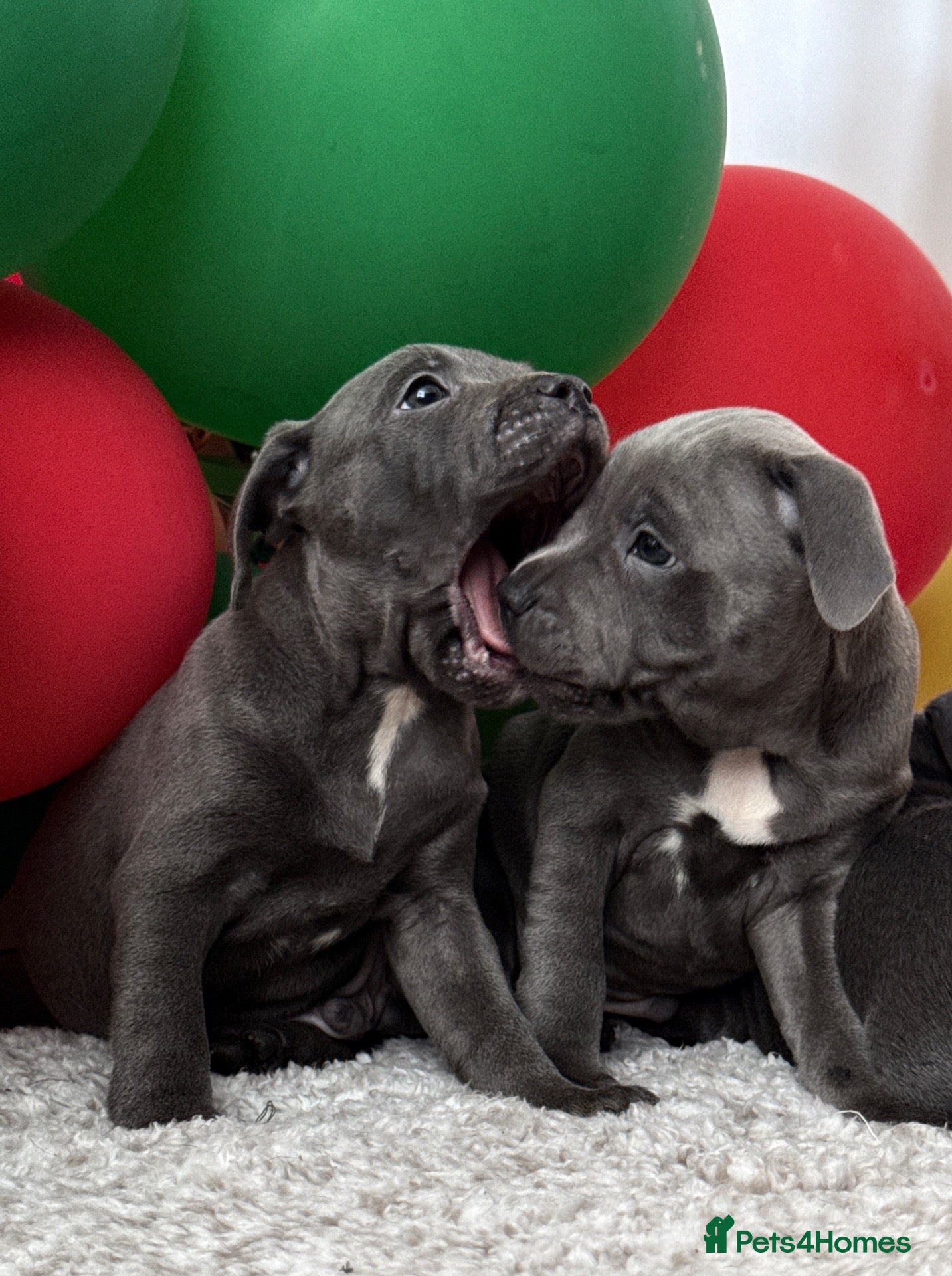 Staffordshire Bull Terrier dogs Staffordshire Bull Terrier puppies!  - Advert 1
