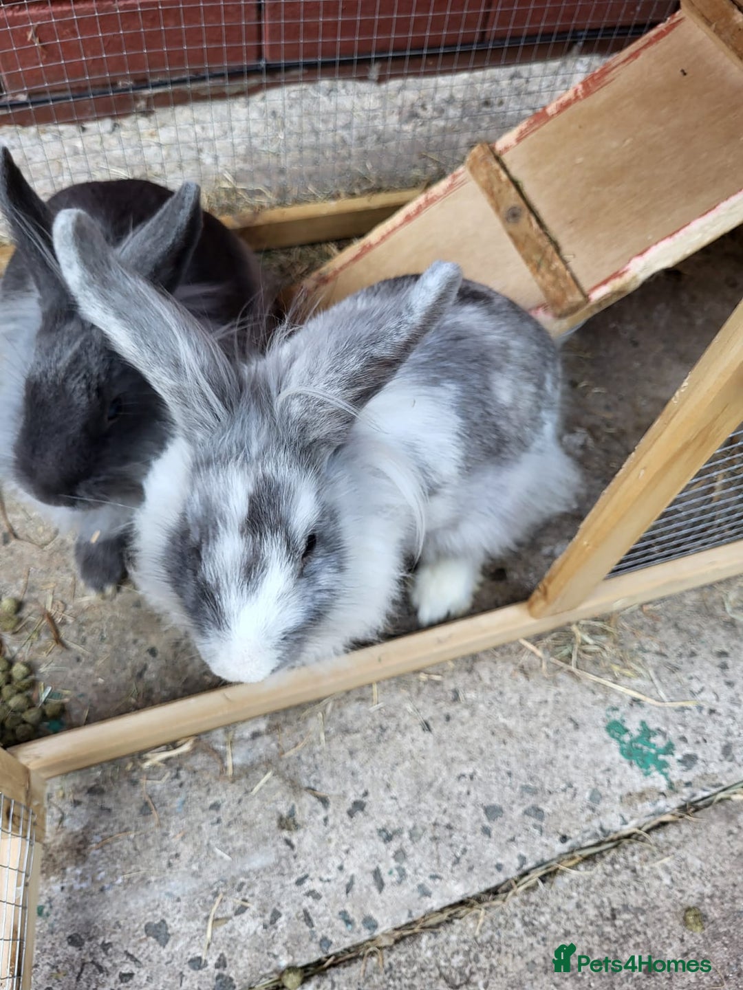 Mini Lion Lop rabbits for sale: fluffy baby bunnies £25-30 - Image 5