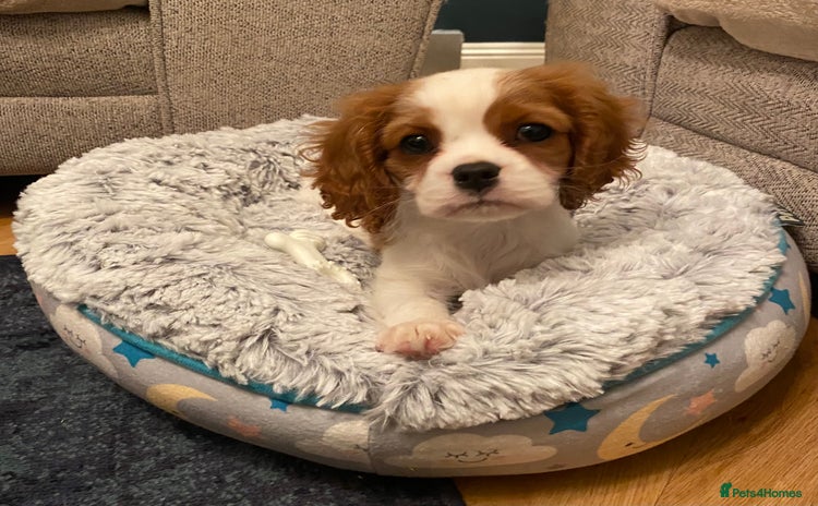 Cavalier King Charles Spaniel dogs - Advert 3
