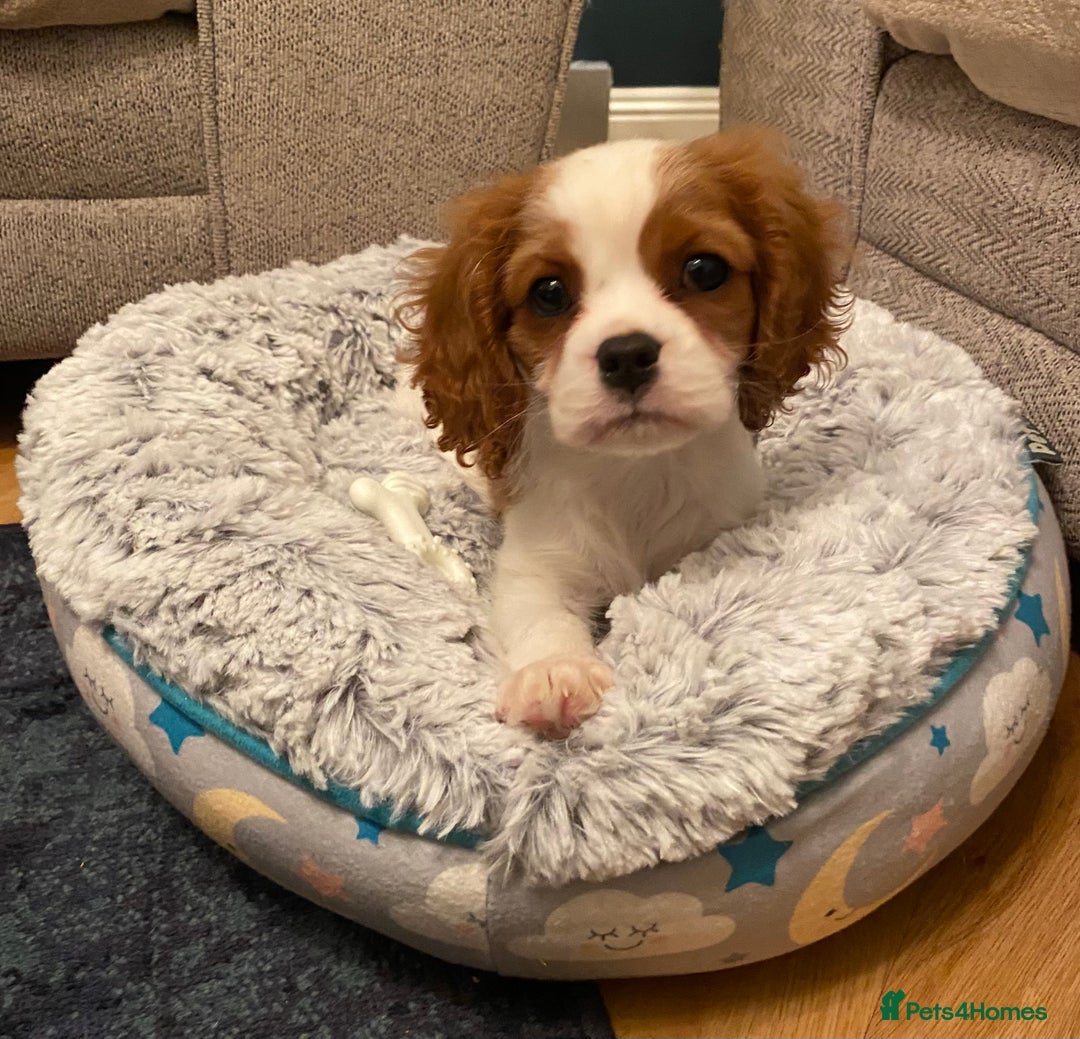 Cavalier King Charles Spaniel dogs for sale: Beautiful Blenheim Cavalier King Charles girl - Image 1