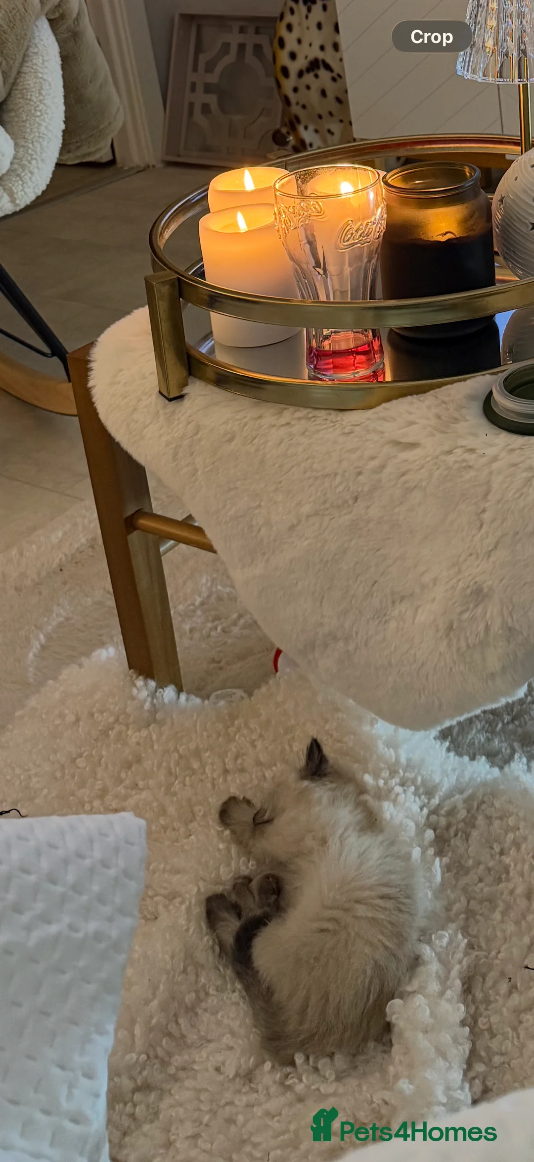 Ragdoll cats for sale: Beautiful Seal Point female Ragdoll kitten - Advert 13