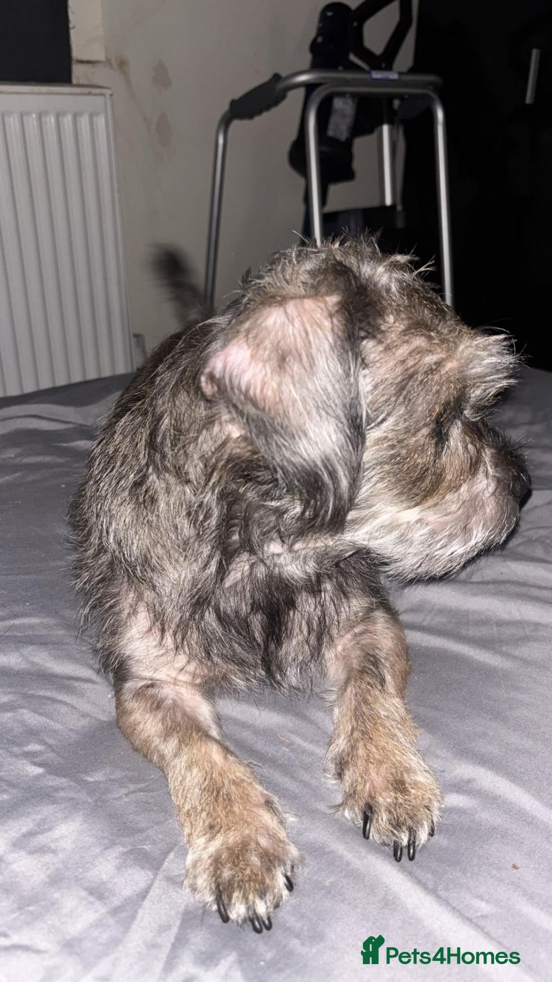 Mixed Breed dogs for sale: Puppies mixed breed ready 2nd of November  - Advert 4