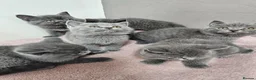 British Shorthair cats for sale: British Shorthair Kittens Imported Parents  in Peterborough - Advert 7