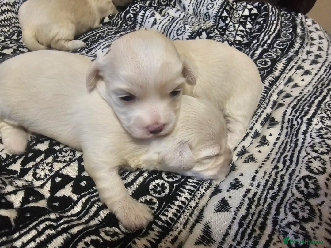 Maltese dogs for sale: 4 puppies bichons maltese - Image 25