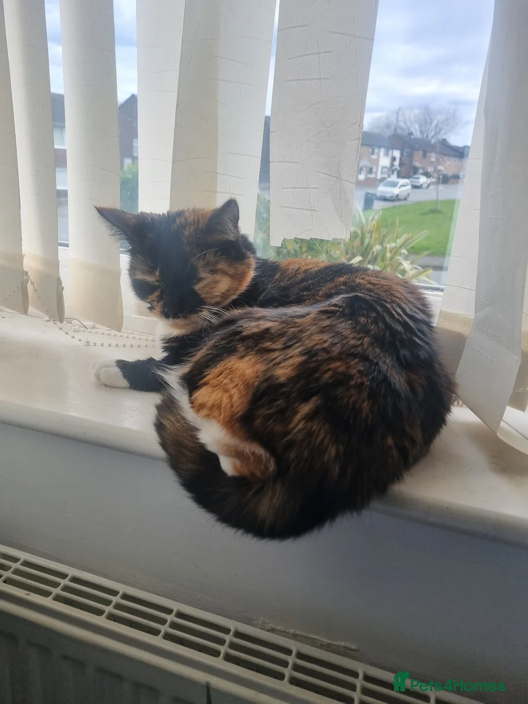 Mixed Breed cats for sale: Calico looking for a new home  - Advert 3