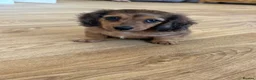 Miniature Dachshund dogs for sale: Beautiful miniature long hair dachshund  - Advert 6