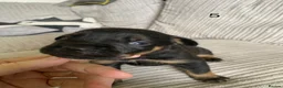 Mixed Breed dogs for sale: ROTTWEILER cross bullmastiff  - Advert 5