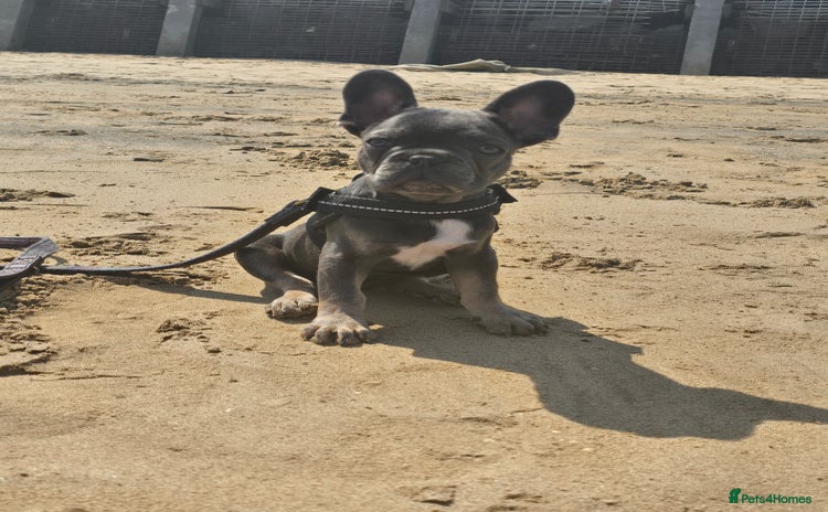 French Bulldog dogs - Advert 13