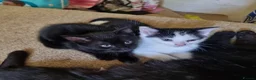 Mixed Breed cats for sale: 2 x kitten cat - Advert 2