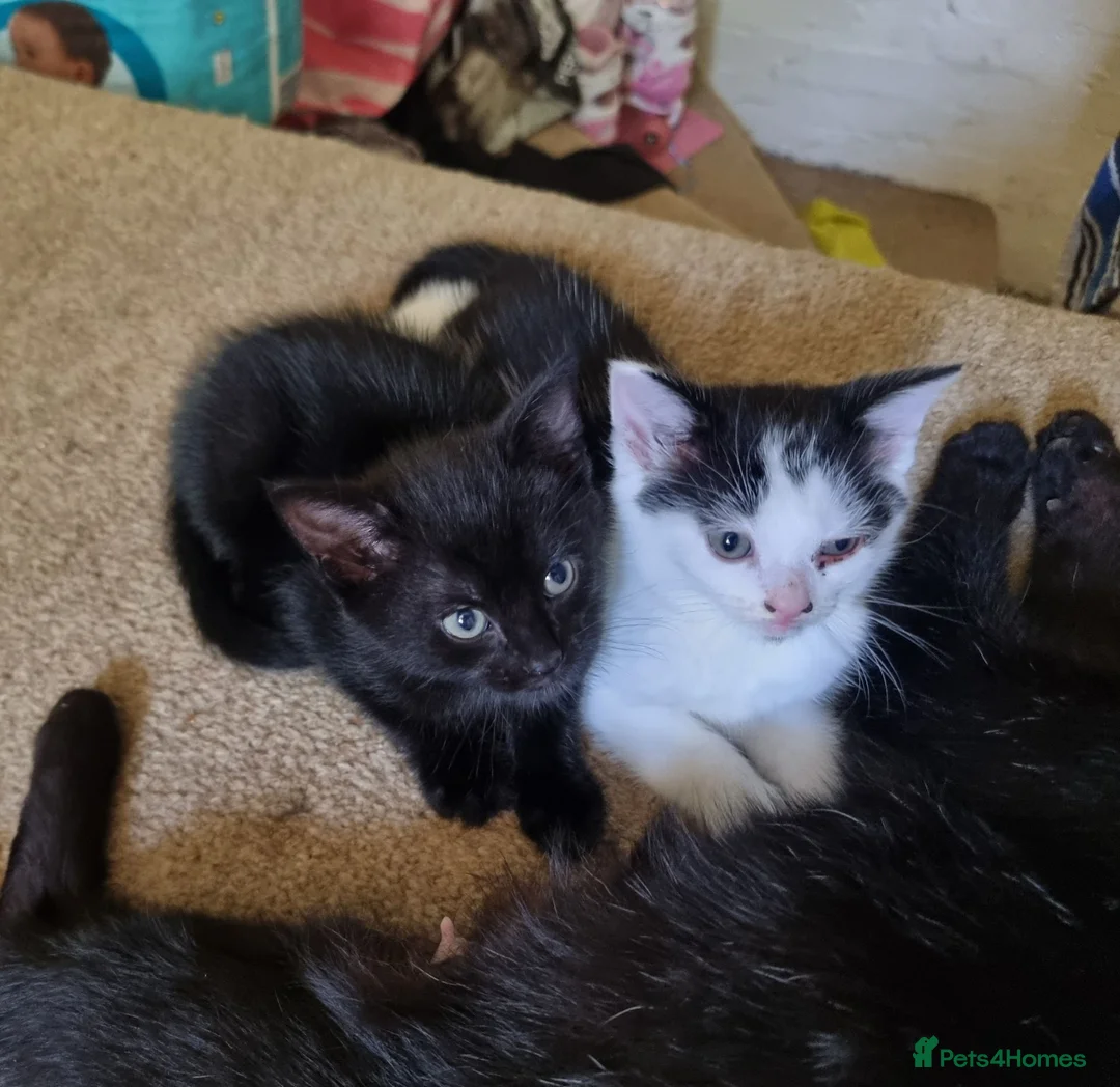 Mixed Breed cats for sale: 2 x kitten cat - Advert 2